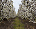 Orchard Blossom 134